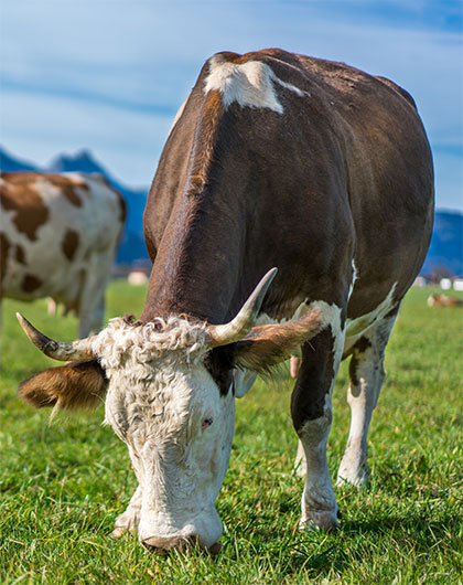 viehhandel-teaserbild_420x530.jpg